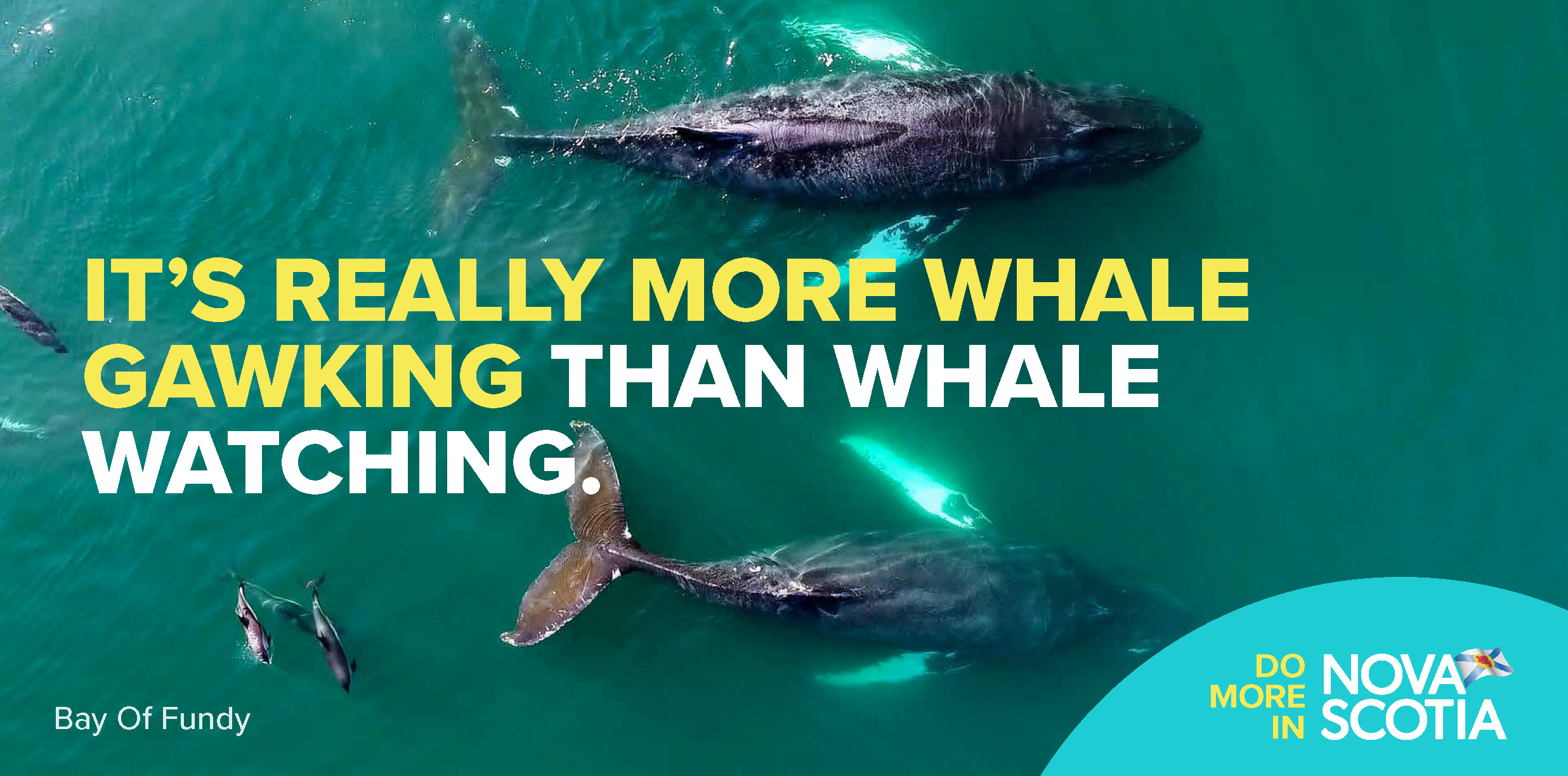 Image of two whales from above. Text reads: It's really more whale gawking than whale watching.