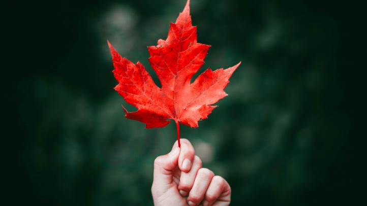 Hand holding a red maple leaf.