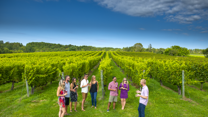 A group of people on a tour standing in a vineyard. 