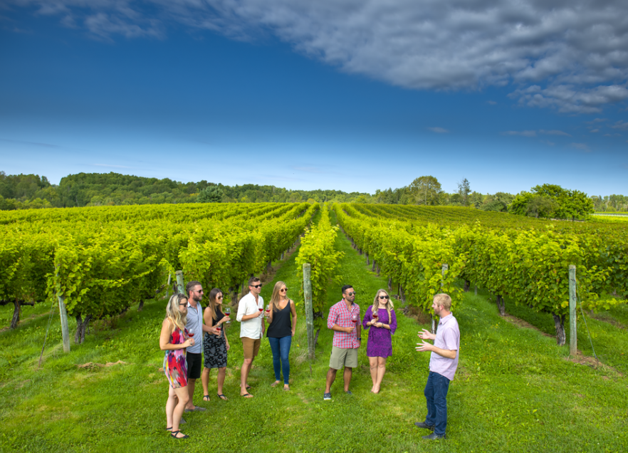 A group of people on a tour standing in a vineyard. 